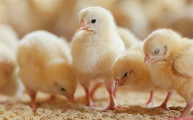 2 Week Old Chicks