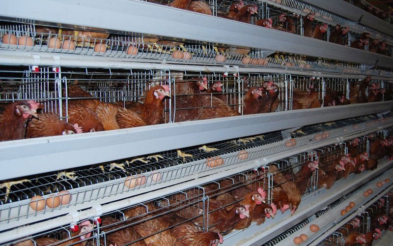 H-type-pullet-cages-1