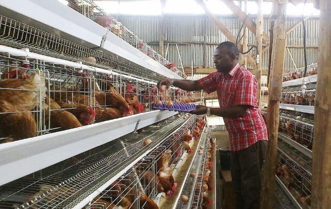 cage systems in Kenya