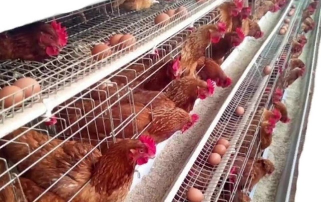 Chicken Cages