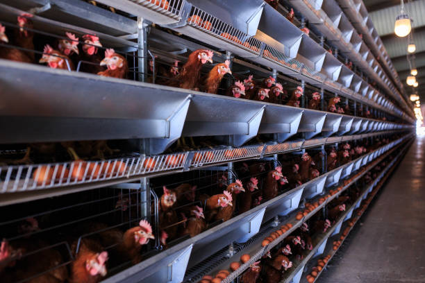 Nigeria Locally Made Chicken Cages for Sale